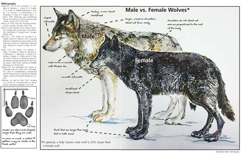 How big do wolves get. Things To Know About How big do wolves get. 